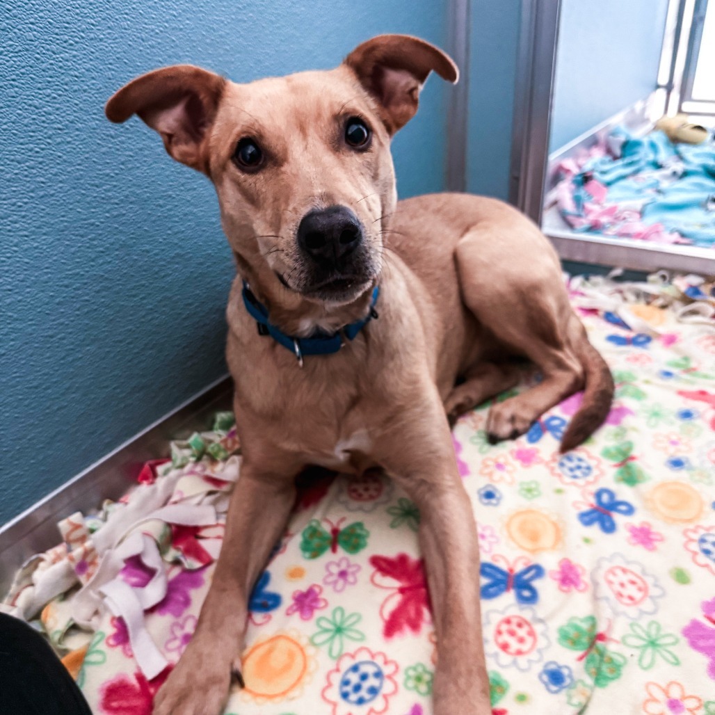 Dog For Adoption - Blondie, A Labrador Retriever In South Elgin, Il 