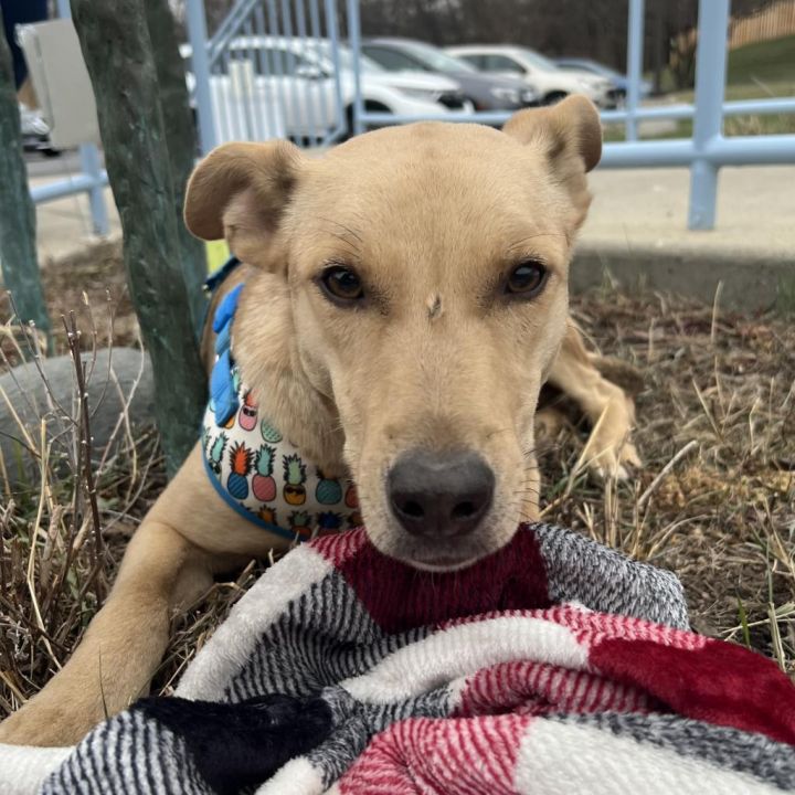 Dog For Adoption - Blondie, A Labrador Retriever In South Elgin, Il 