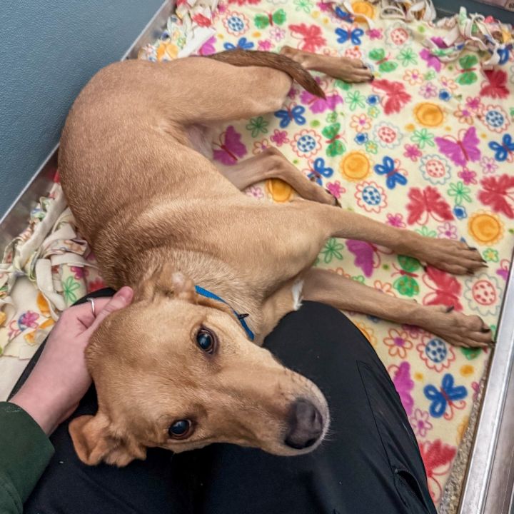 Dog for adoption - Blondie, a Labrador Retriever in South Elgin, IL ...