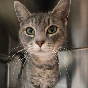 Cat For Adoption - Gumdrop, A Domestic Short Hair In Charlottesville 