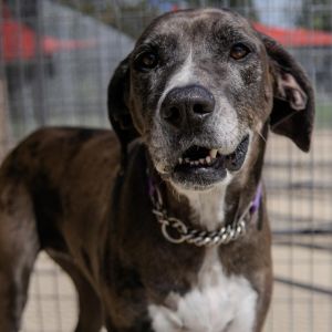 Bella, Adult Female Great Dane