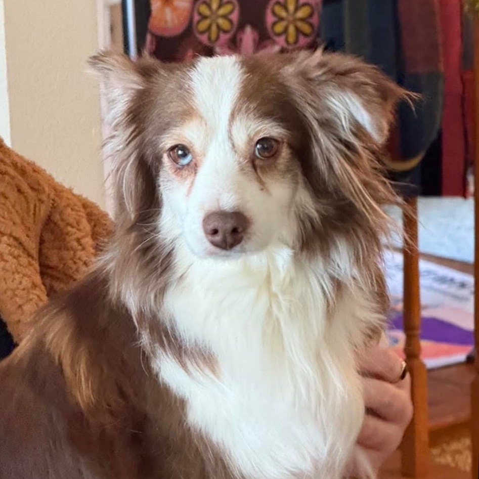 Star, an adoptable Australian Shepherd in Ada, MN, 56510 | Photo Image 1