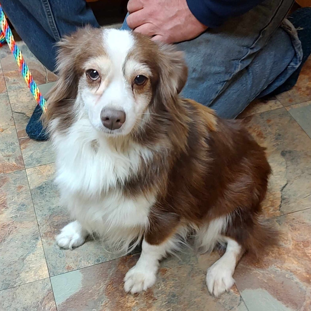 Star, an adoptable Australian Shepherd in Ada, MN, 56510 | Photo Image 2