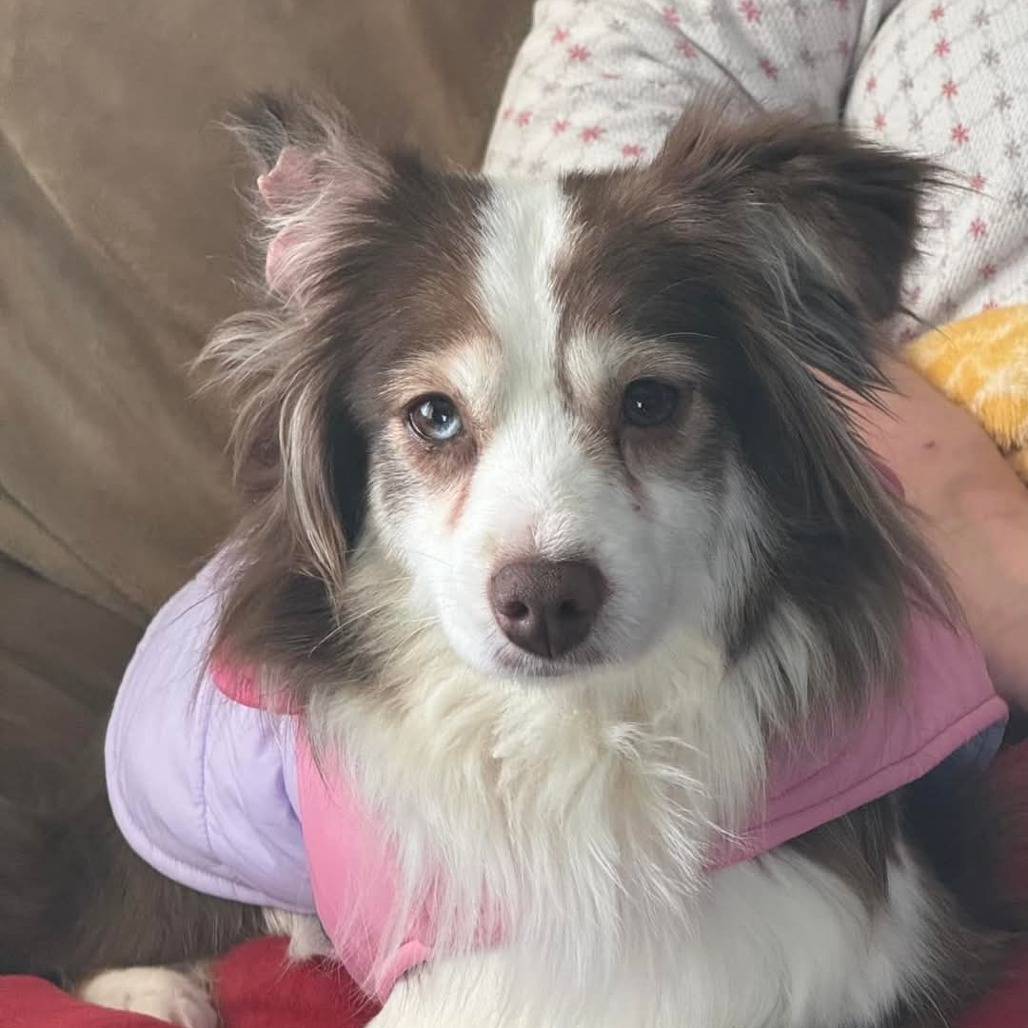 Star, an adoptable Australian Shepherd in Ada, MN, 56510 | Photo Image 3