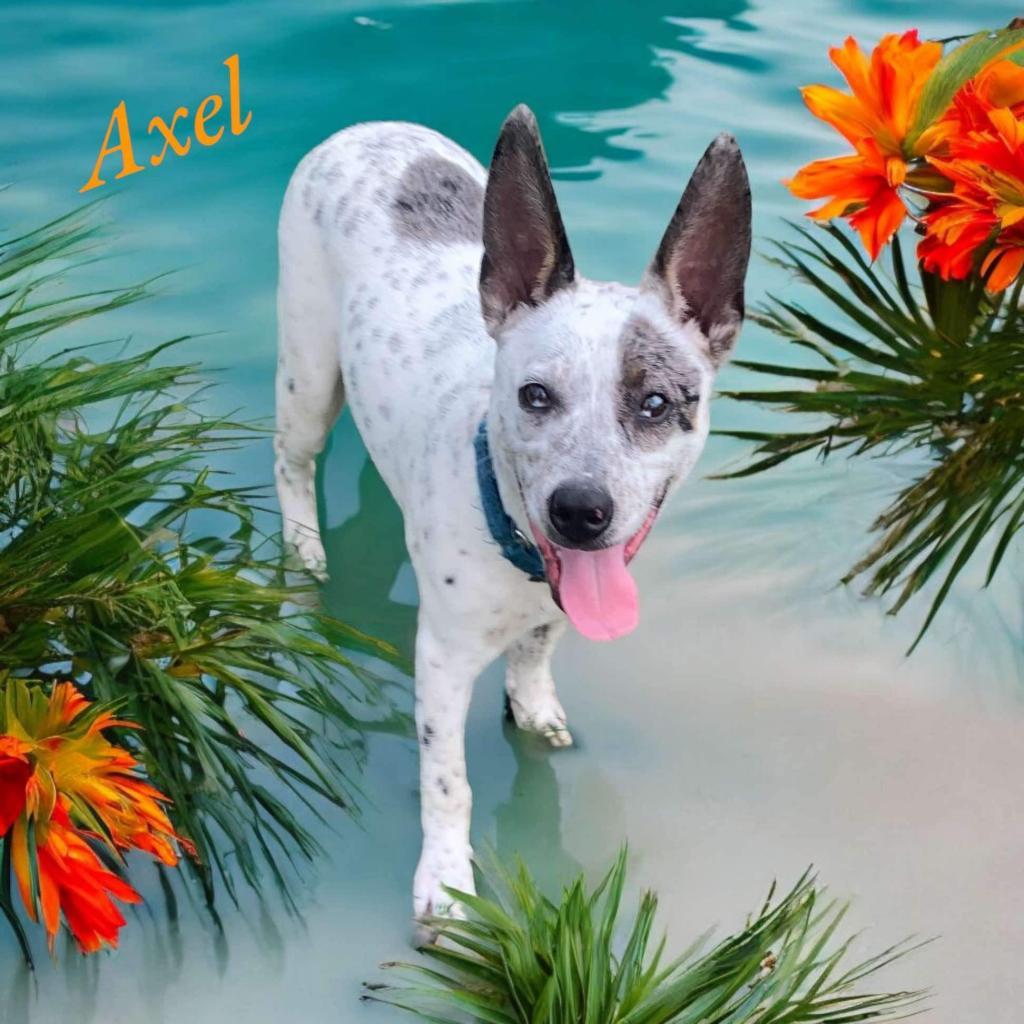 AXLE