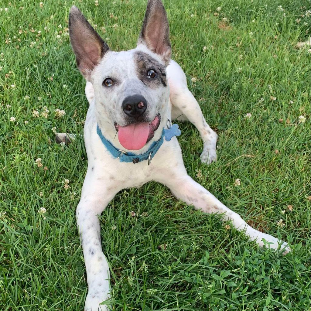 AXLE