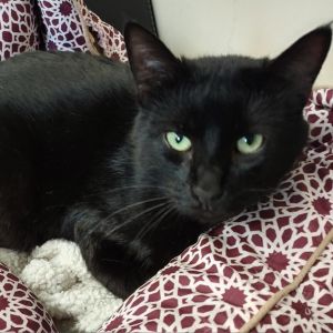 Stubs, Adult Male Domestic Short Hair