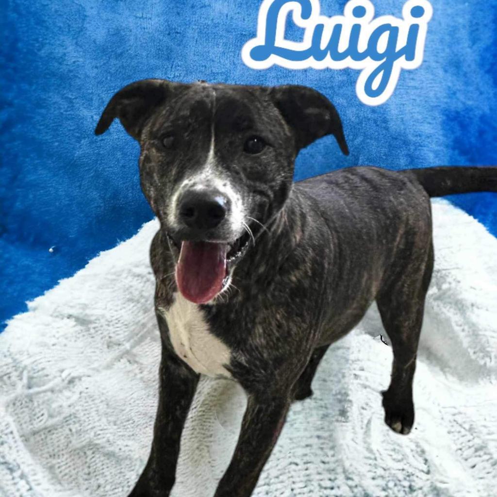 Luigi