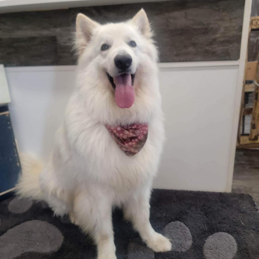 Lupo