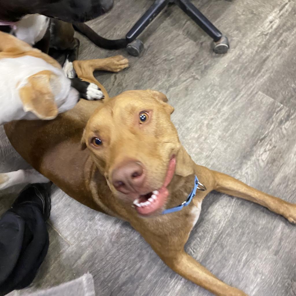 JERI- GRADUATED FROM PAWS-IN-PRISON., an adoptable Vizsla in Union City, PA, 16438 | Photo Image 2