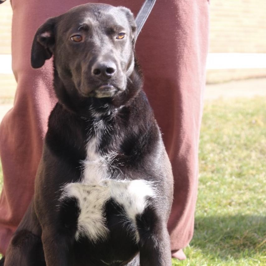 PHILLIE~GRADUATED FROM PAWS-IN-PRISON.