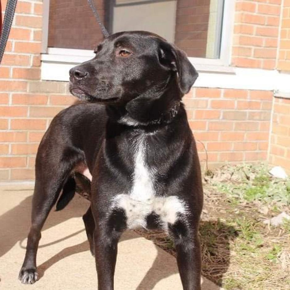 PHILLIE~GRADUATED FROM PAWS-IN-PRISON.