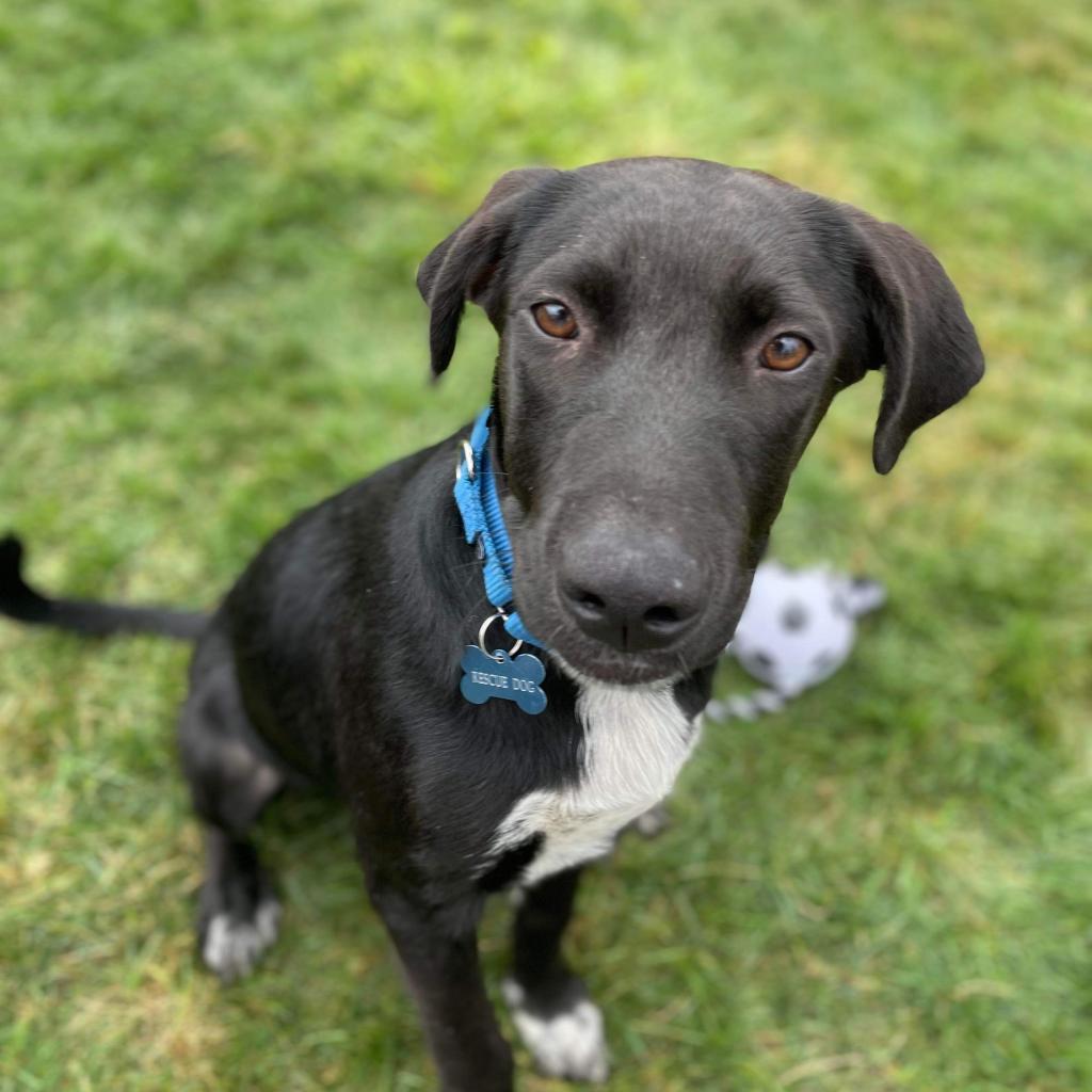 PHILLIE~GRADUATED FROM PAWS-IN-PRISON.