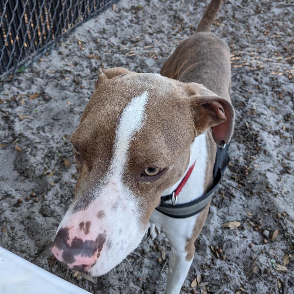 Beau