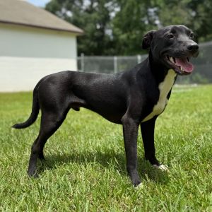 Radar 2266, Young Male Black Labrador Retriever