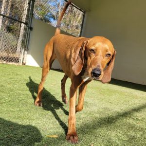 Scarlet 2457, Adult Female Redbone Coonhound