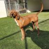Scarlet 2457 photo 3