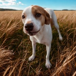 KEVIN 8872, Young Male English Coonhound