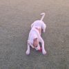 KEVIN 8872 photo 3