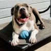 Rocco photo 1