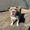 Rocco photo 3