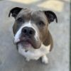 Rocco photo 5