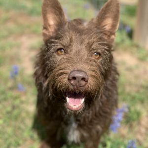 Meet Glen a remarkable 6 year and 9 month old mixed breed weighing 27 pounds with a heart as big