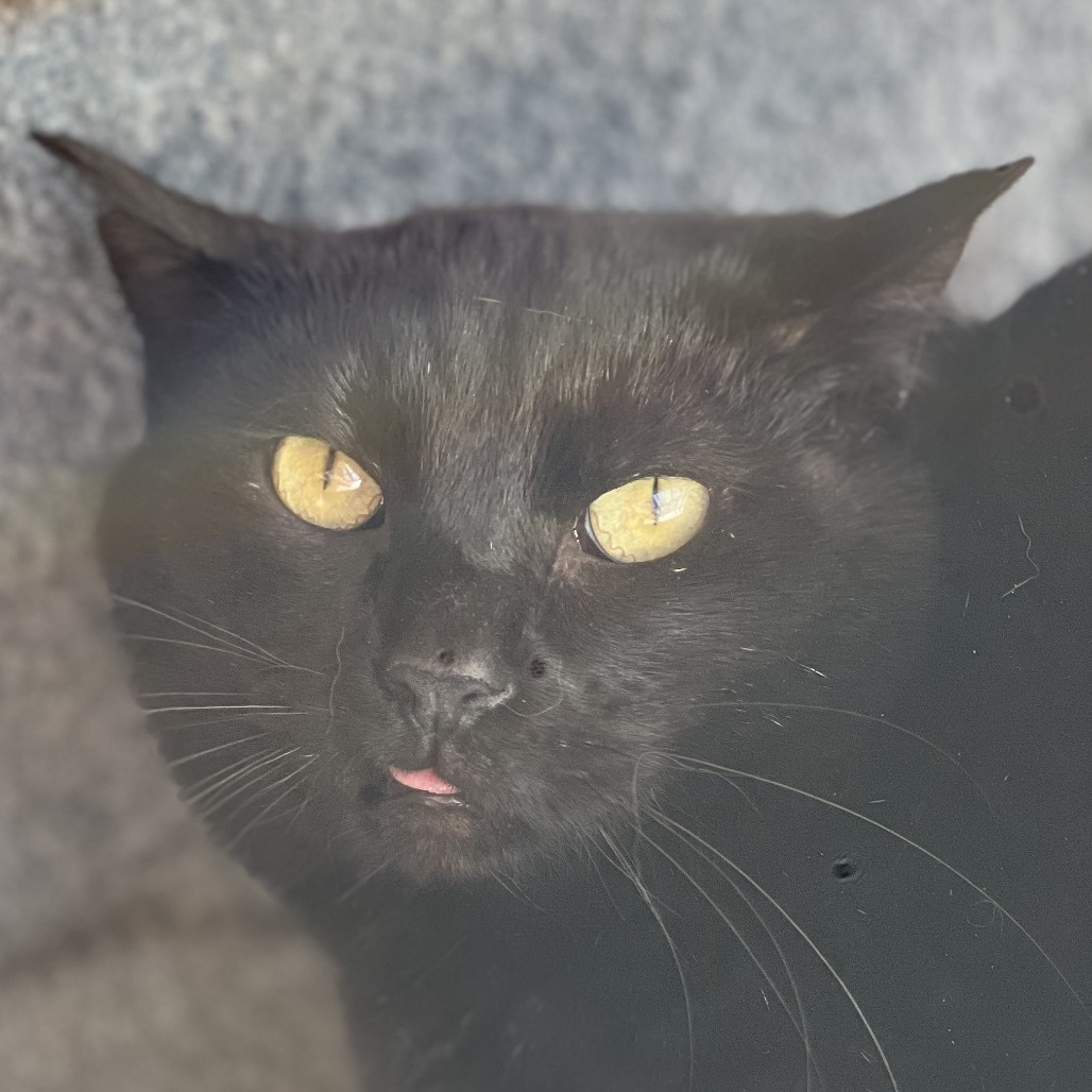 Hunter, an adoptable Domestic Short Hair in Sheridan, WY, 82801 | Photo Image 1