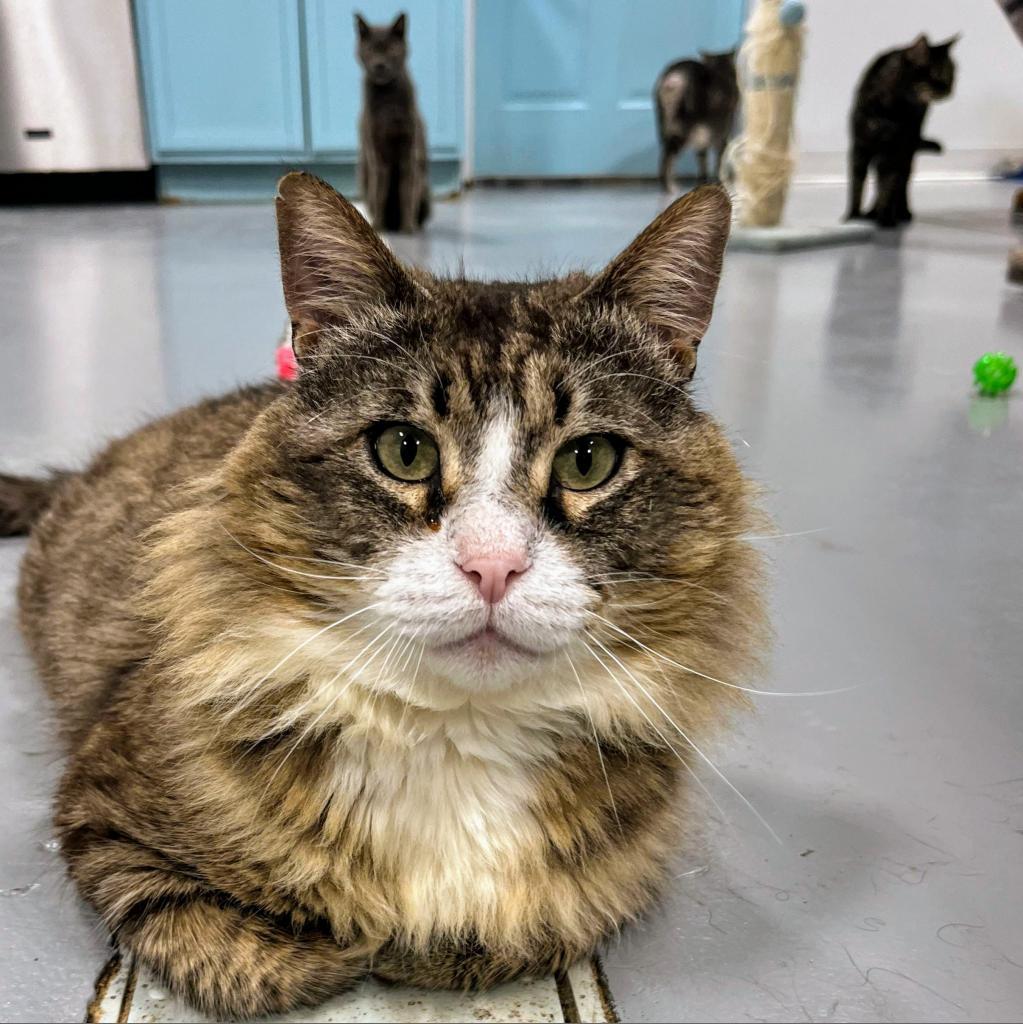 Byff, an adoptable Domestic Medium Hair in Sheridan, WY, 82801 | Photo Image 1