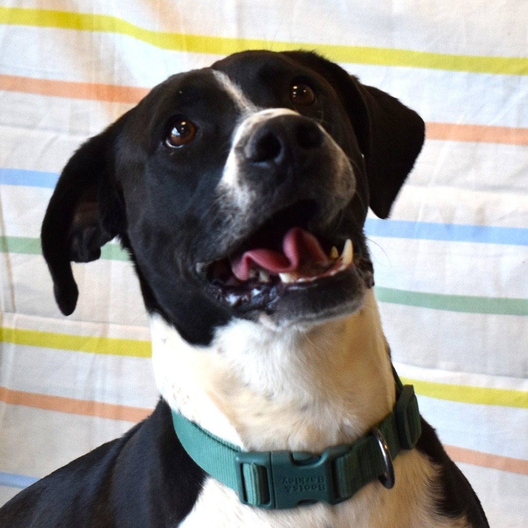 Bingo, an adoptable Pointer, Australian Shepherd in Rifle, CO, 81650 | Photo Image 1