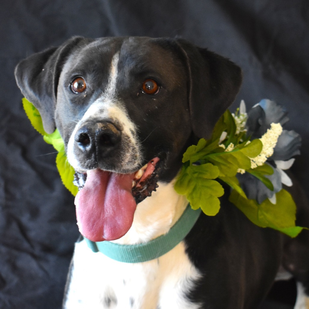 Bingo, an adoptable Pointer, Australian Shepherd in Rifle, CO, 81650 | Photo Image 1