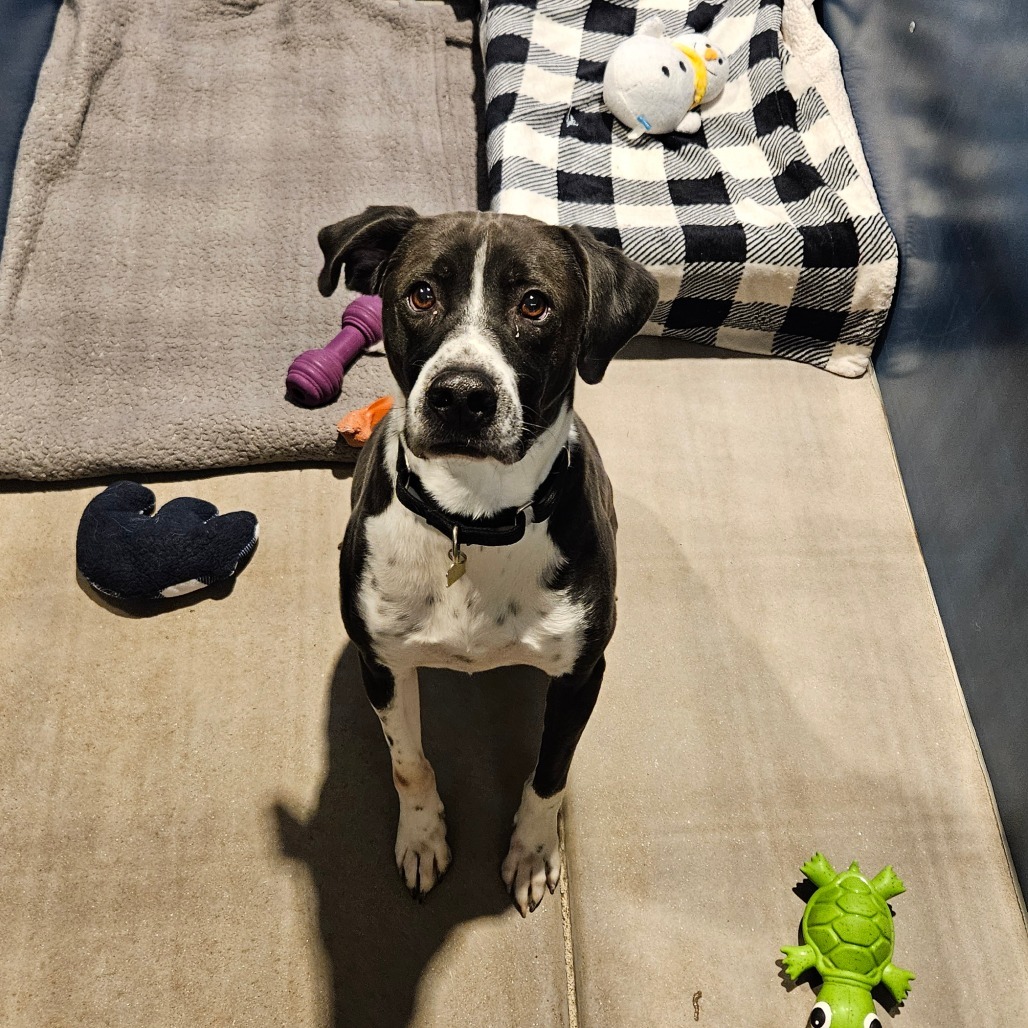 Bingo, an adoptable Pointer, Australian Shepherd in Rifle, CO, 81650 | Photo Image 2
