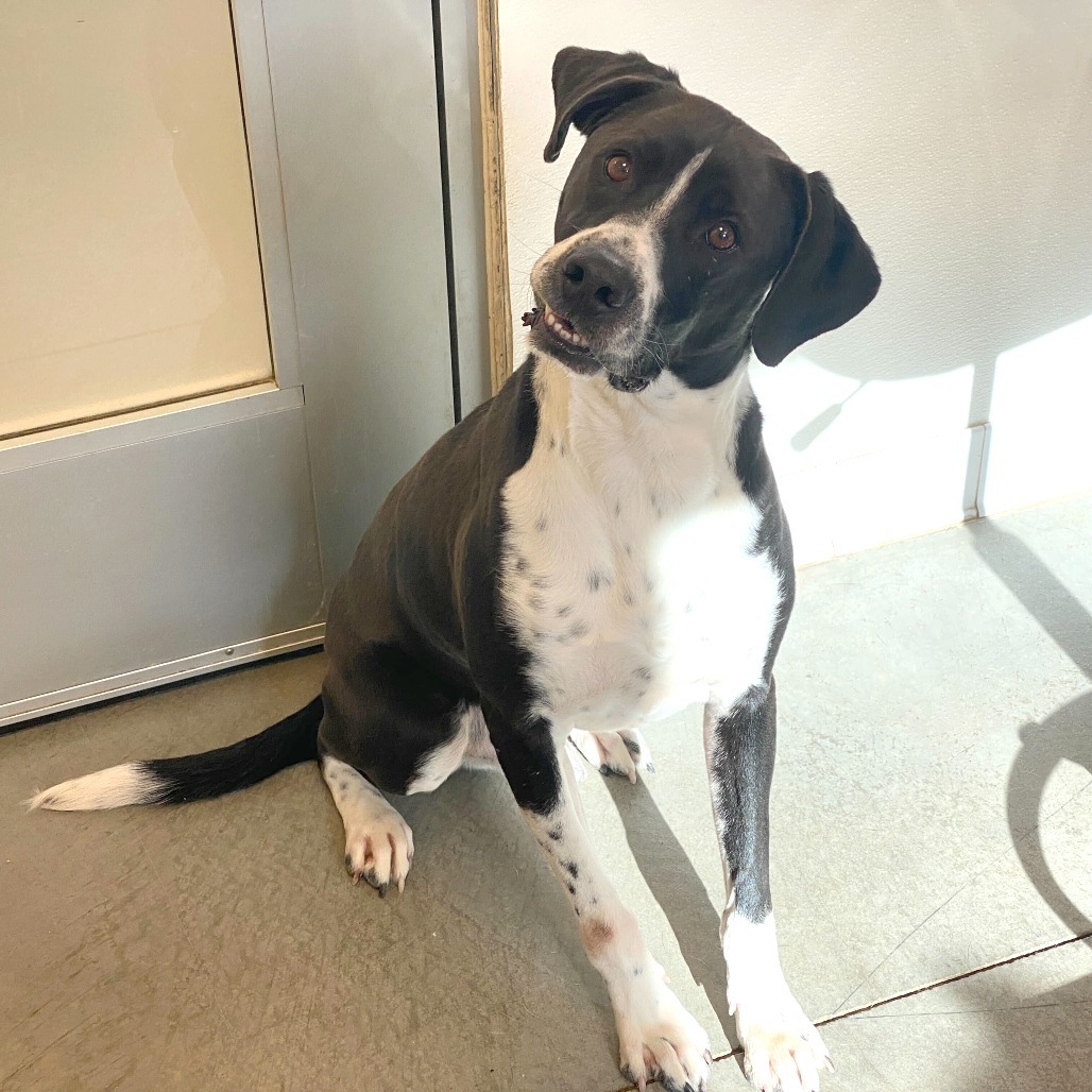 Bingo, an adoptable Pointer, Australian Shepherd in Rifle, CO, 81650 | Photo Image 3
