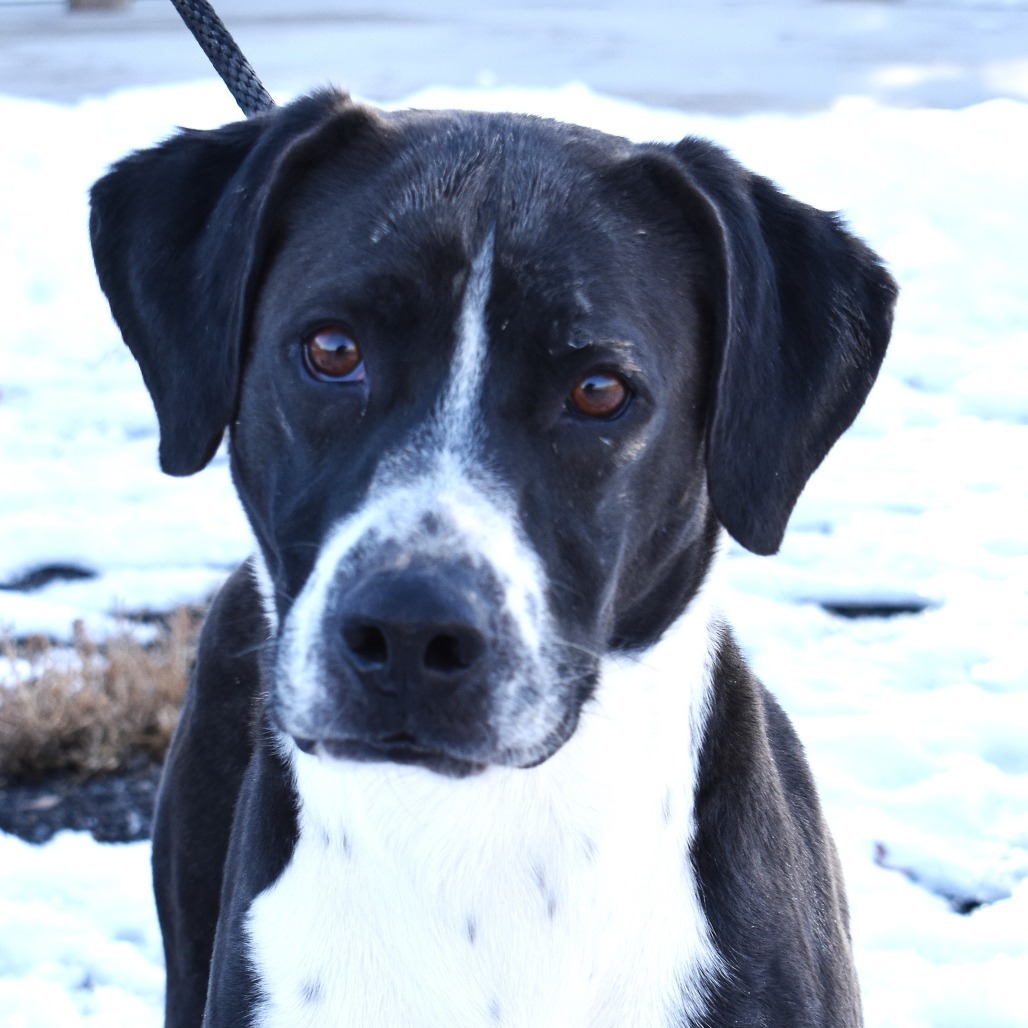 Bingo, an adoptable Pointer, Australian Shepherd in Rifle, CO, 81650 | Photo Image 4