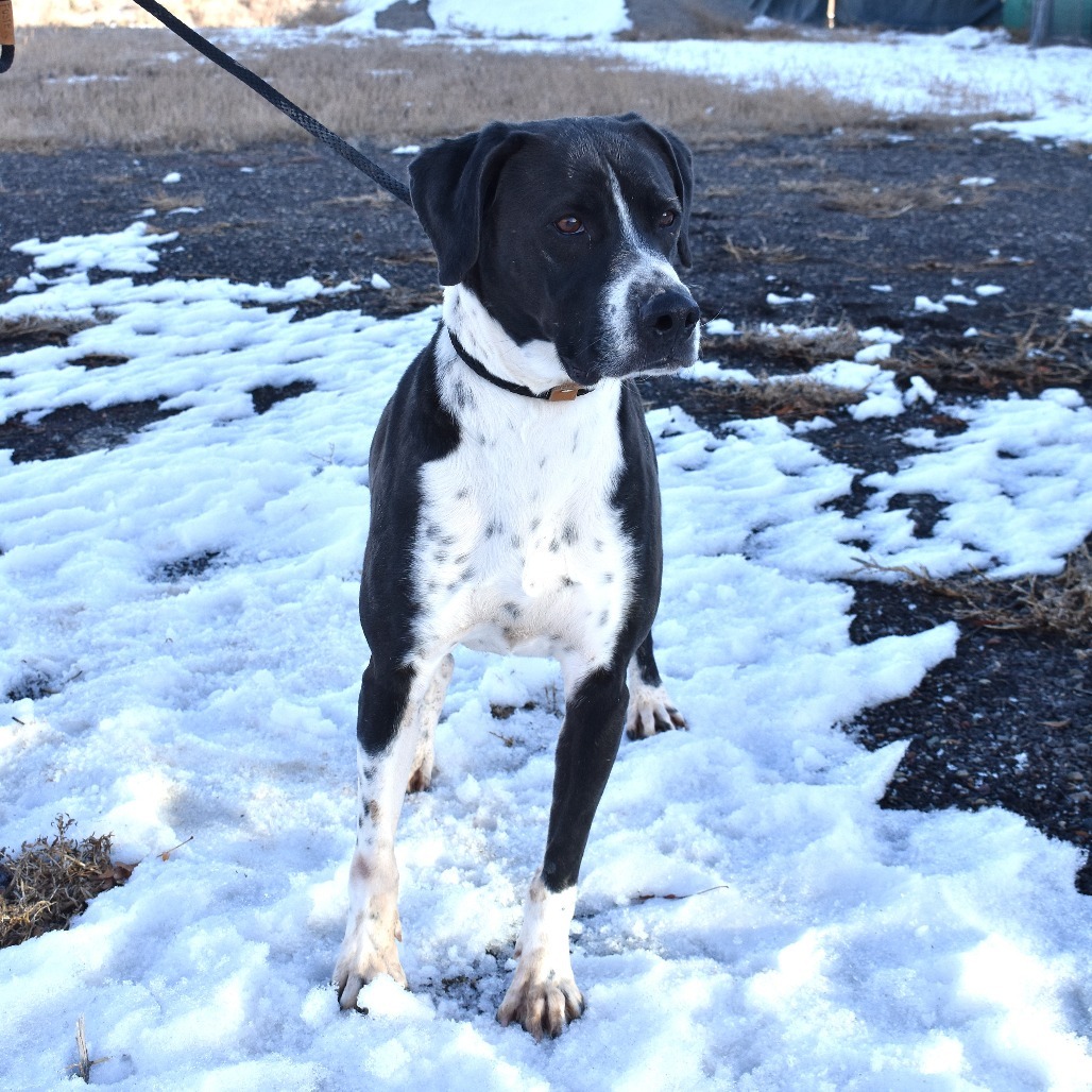 Bingo, an adoptable Pointer, Australian Shepherd in Rifle, CO, 81650 | Photo Image 5