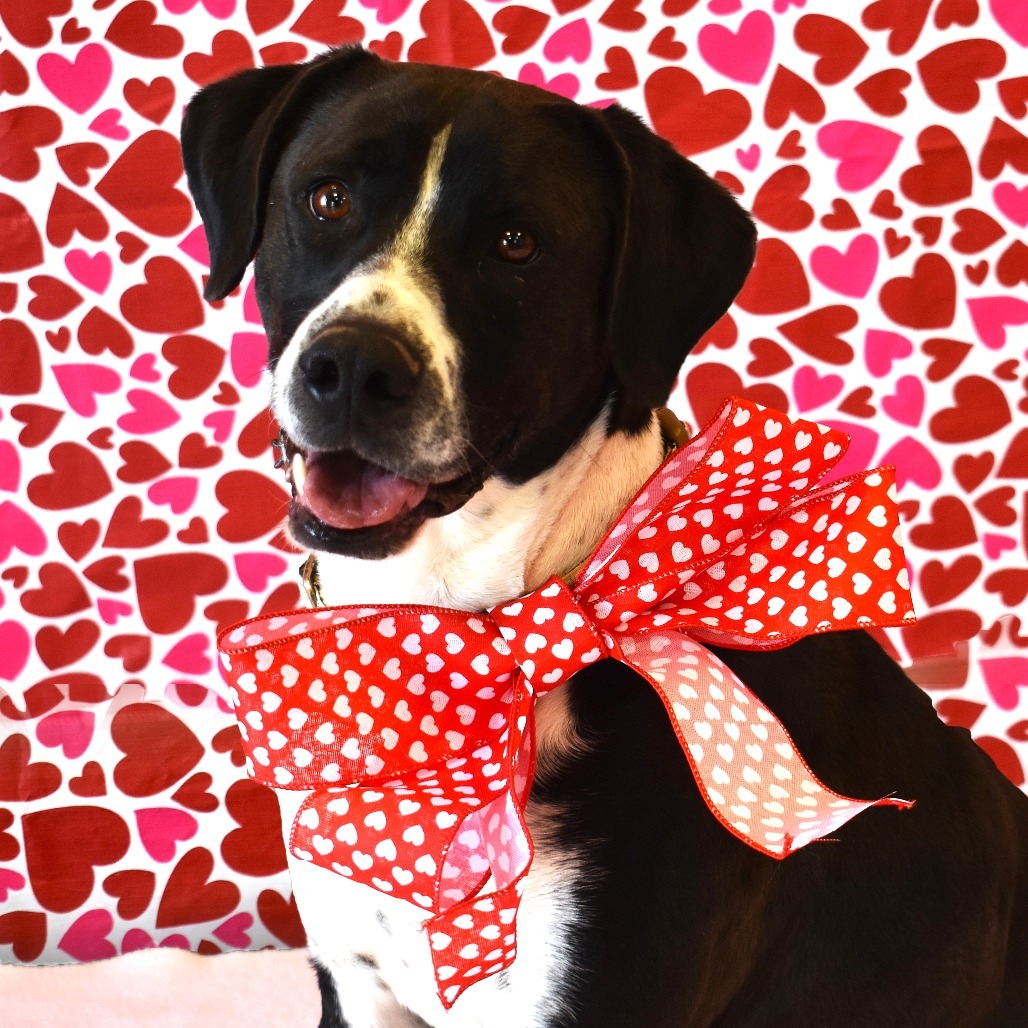 Bingo, an adoptable Pointer, Australian Shepherd in Rifle, CO, 81650 | Photo Image 6