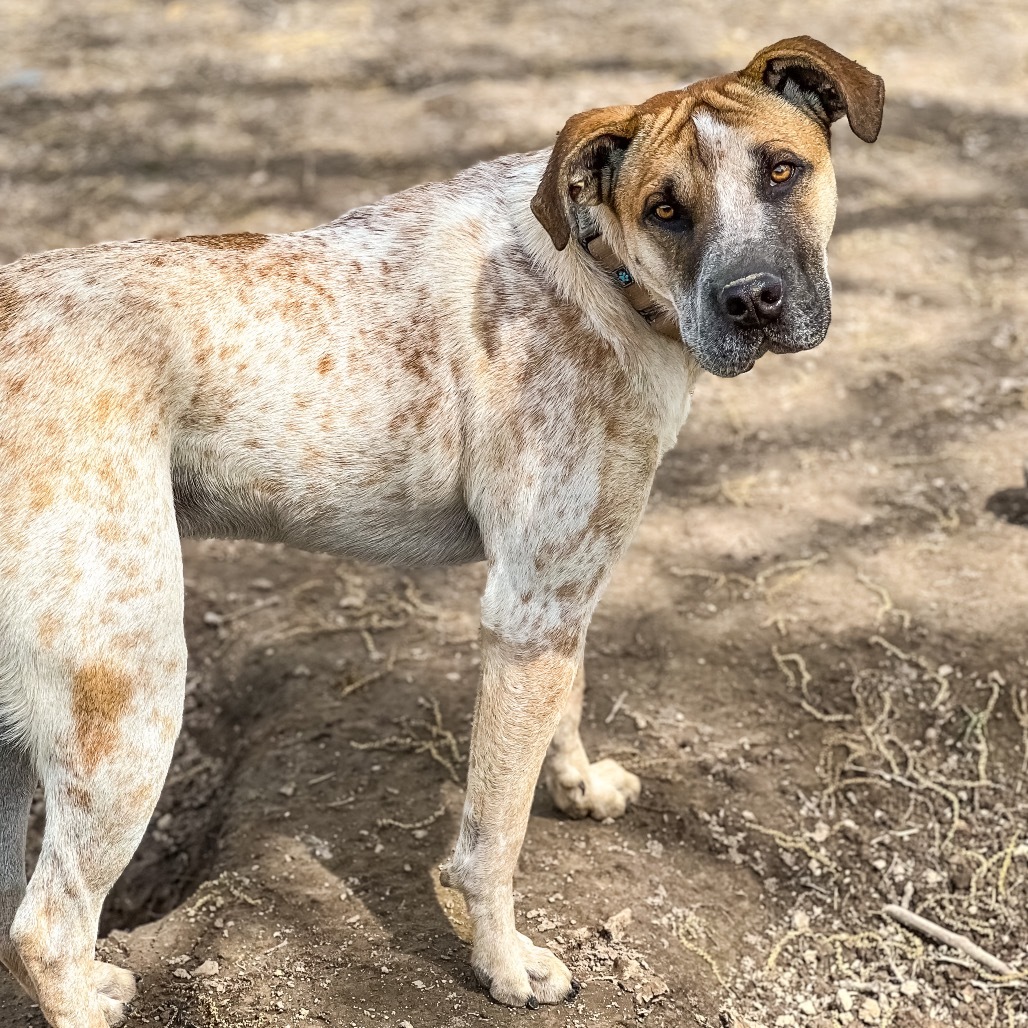 Grover, an adoptable English Coonhound, Shar-Pei in Wadena, MN, 56482 | Photo Image 1