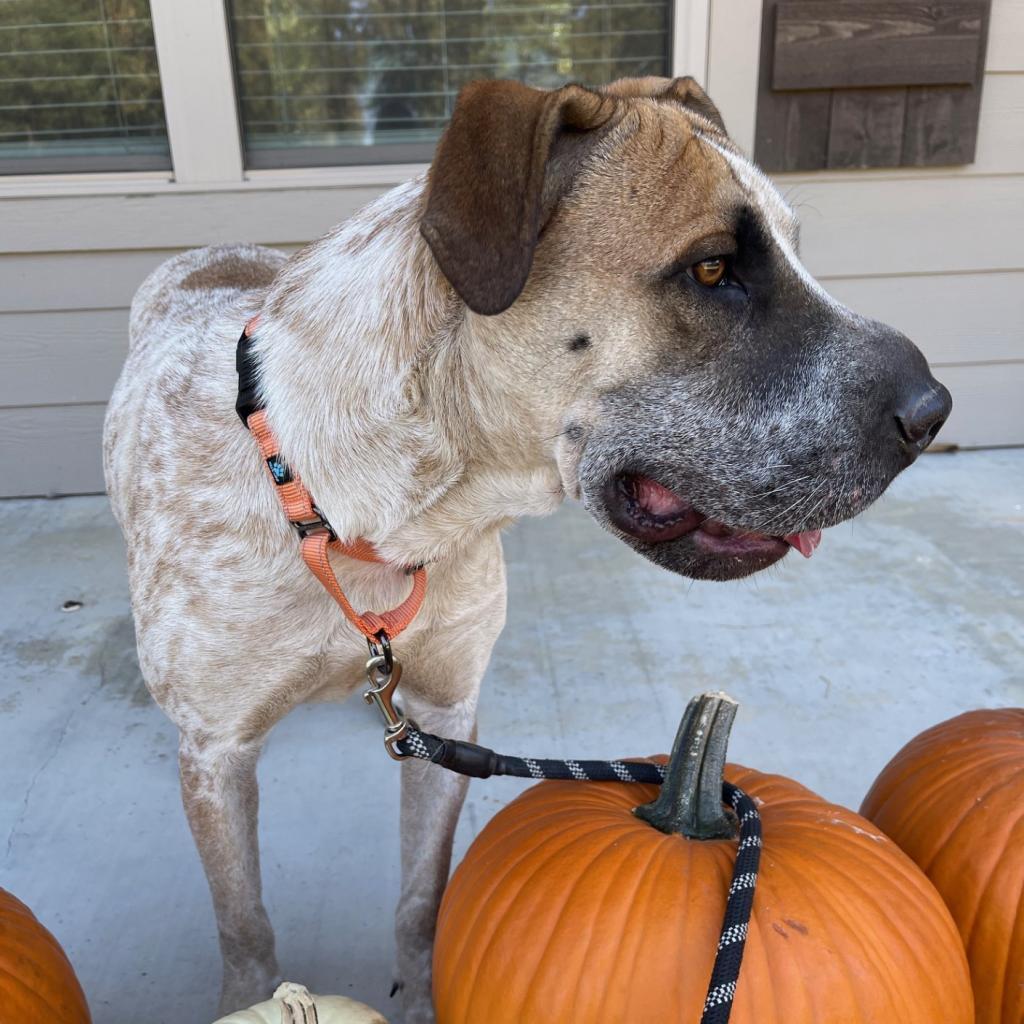 Grover, an adoptable English Coonhound, Shar-Pei in Wadena, MN, 56482 | Photo Image 2