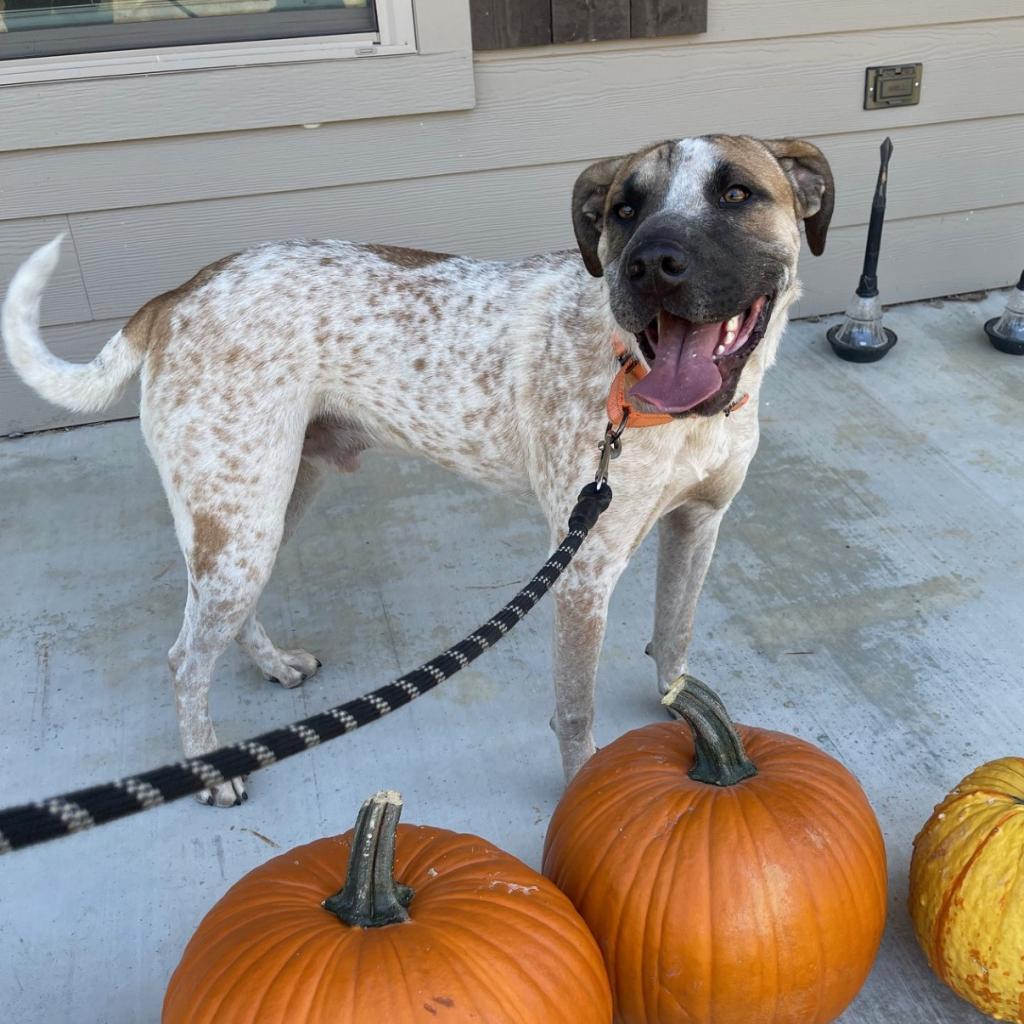 Grover, an adoptable English Coonhound, Shar-Pei in Wadena, MN, 56482 | Photo Image 3