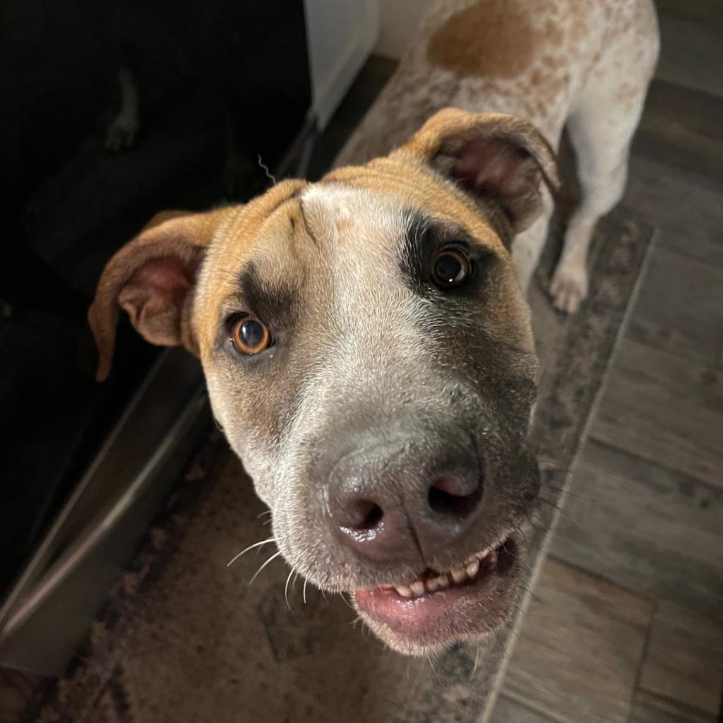 Grover, an adoptable English Coonhound, Shar-Pei in Wadena, MN, 56482 | Photo Image 4