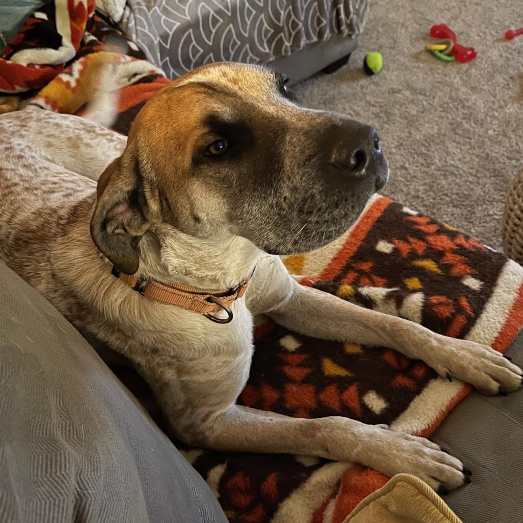 Grover, an adoptable English Coonhound, Shar-Pei in Wadena, MN, 56482 | Photo Image 5