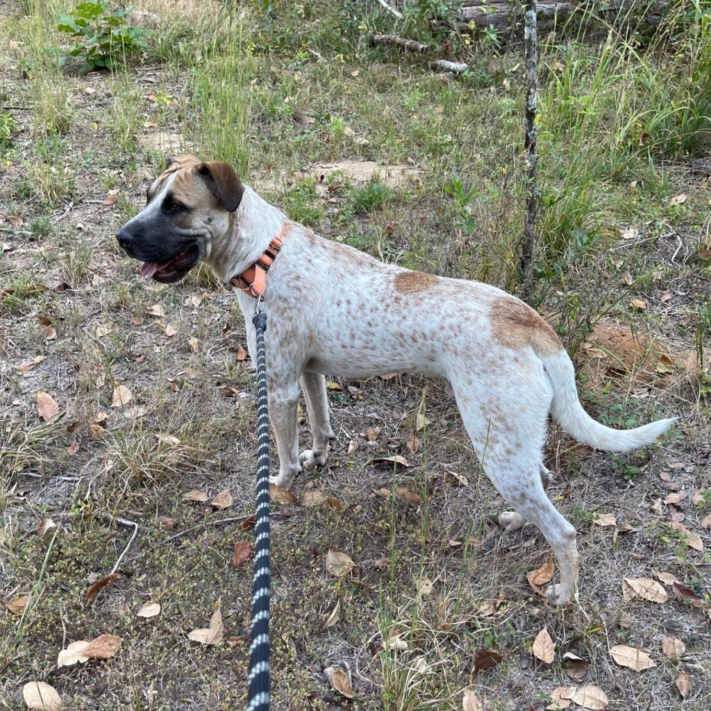 Grover, an adoptable English Coonhound, Shar-Pei in Wadena, MN, 56482 | Photo Image 6