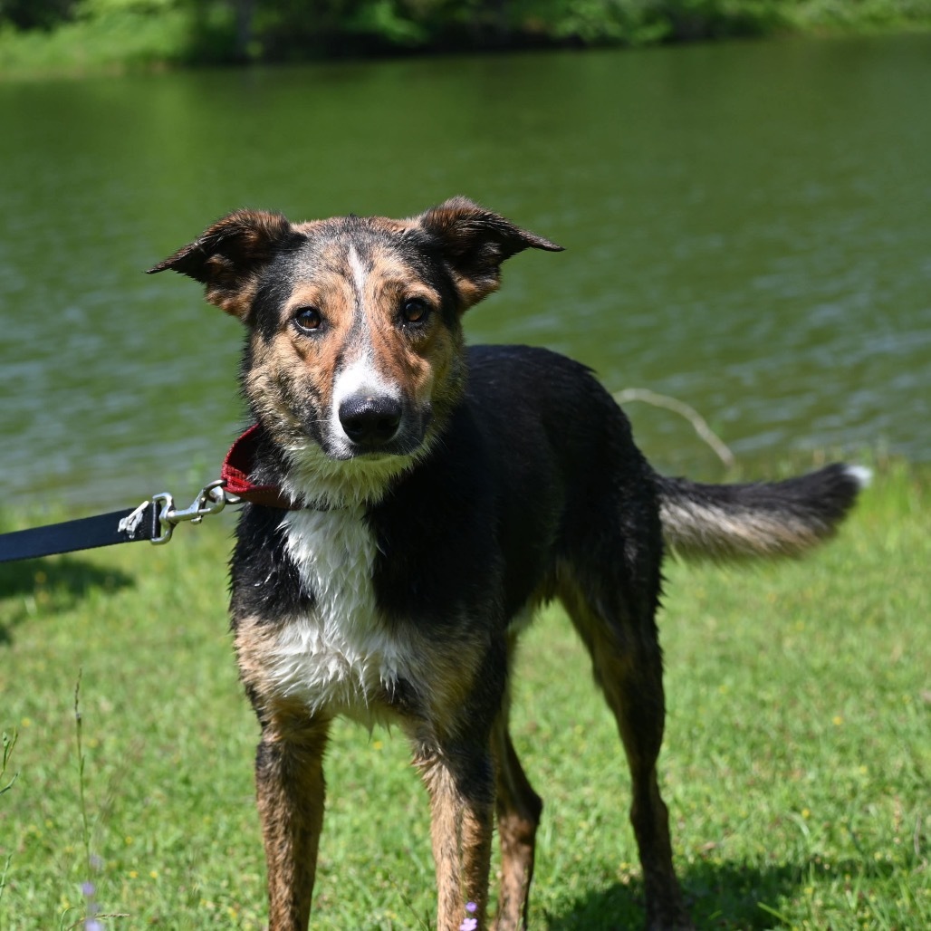 Radar, an adoptable Australian Shepherd in Wadena, MN, 56482 | Photo Image 1