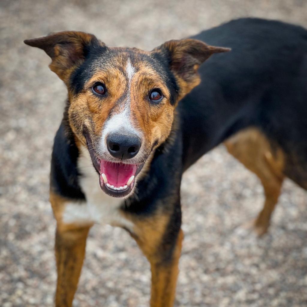 Radar, an adoptable Australian Shepherd in Wadena, MN, 56482 | Photo Image 2