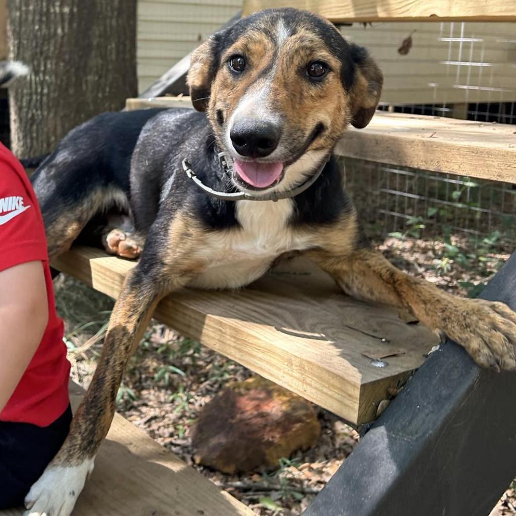 Radar, an adoptable Australian Shepherd in Wadena, MN, 56482 | Photo Image 3