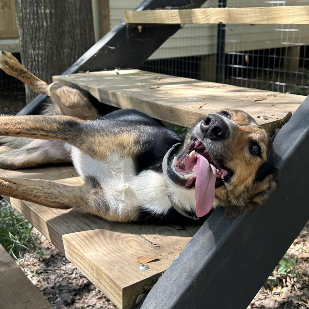Radar, an adoptable Australian Shepherd in Wadena, MN, 56482 | Photo Image 4