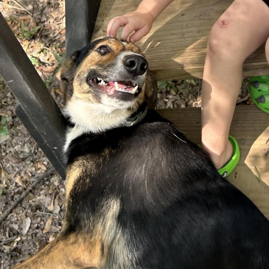 Radar, an adoptable Australian Shepherd in Wadena, MN, 56482 | Photo Image 6
