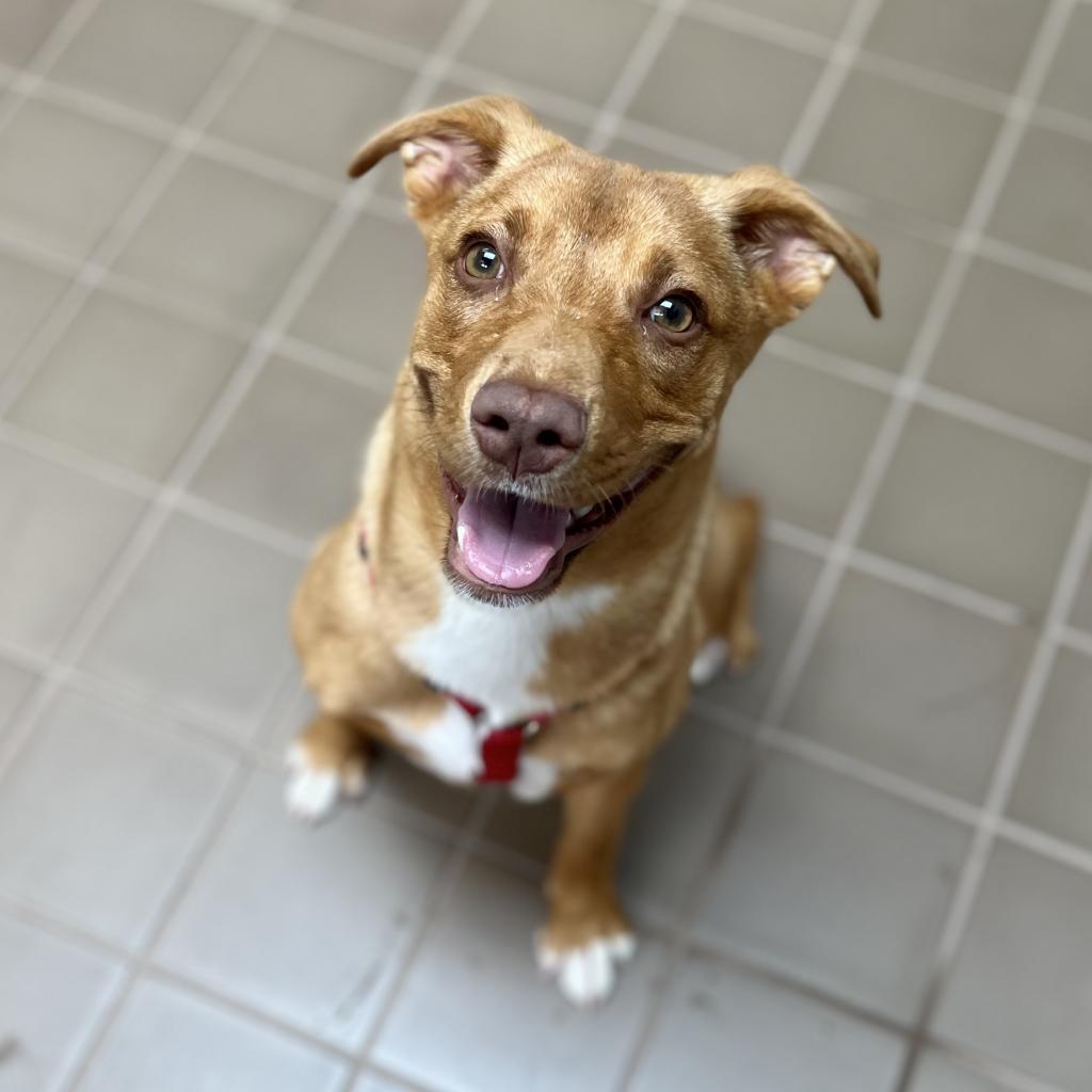 Lyra