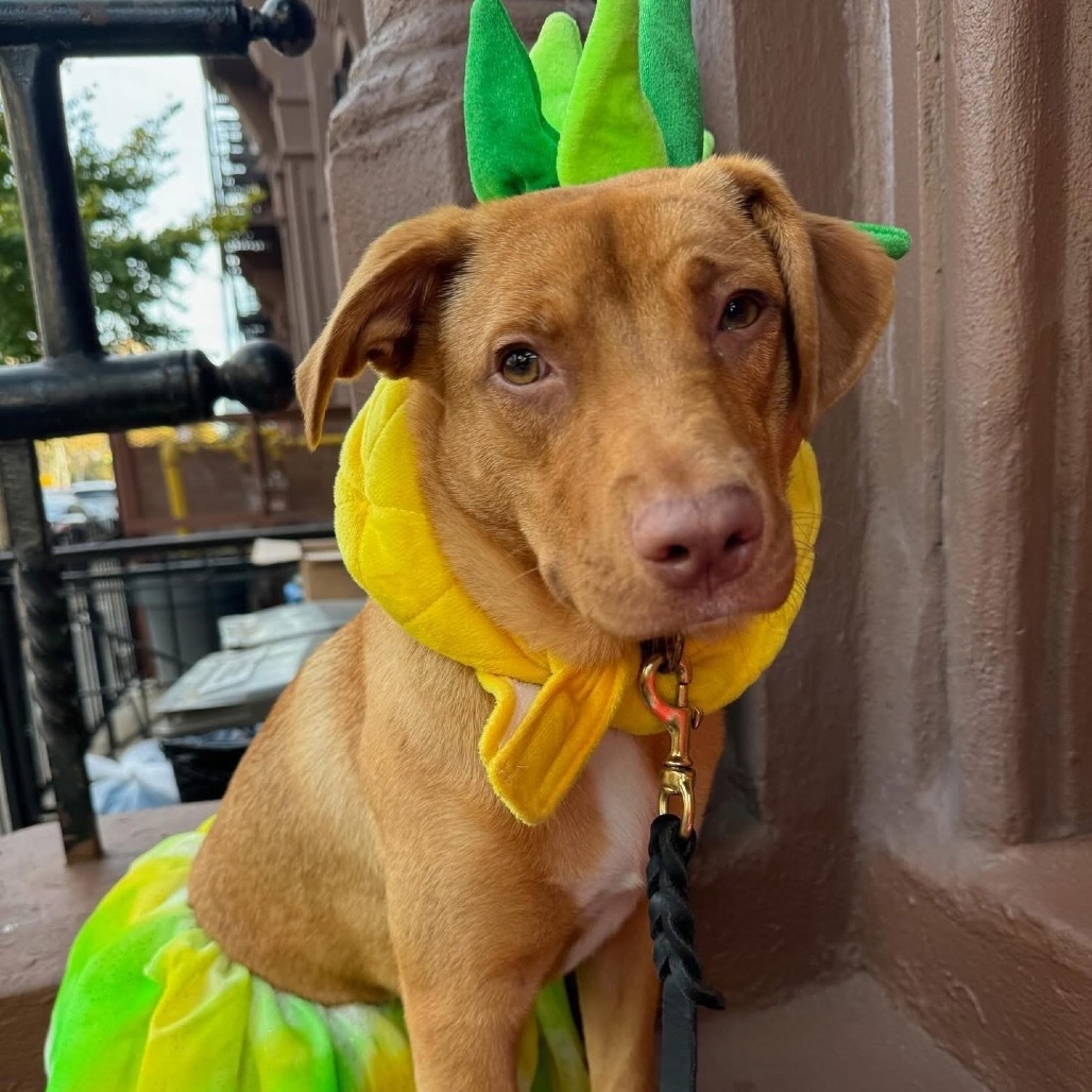 Lyra