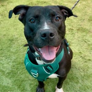 Geri, Adult Male Terrier